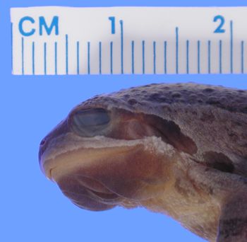 Media type: image; Herpetology A-51874